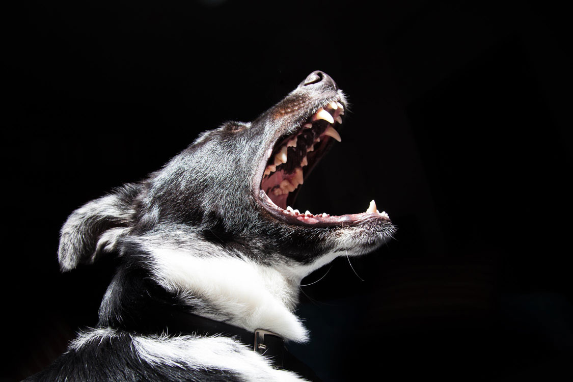 3 Reasons Why You Should Hire a Dog Bite Attorney